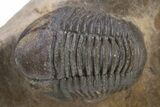 Detailed Gerastos Trilobite Fossil - Morocco #301771-1